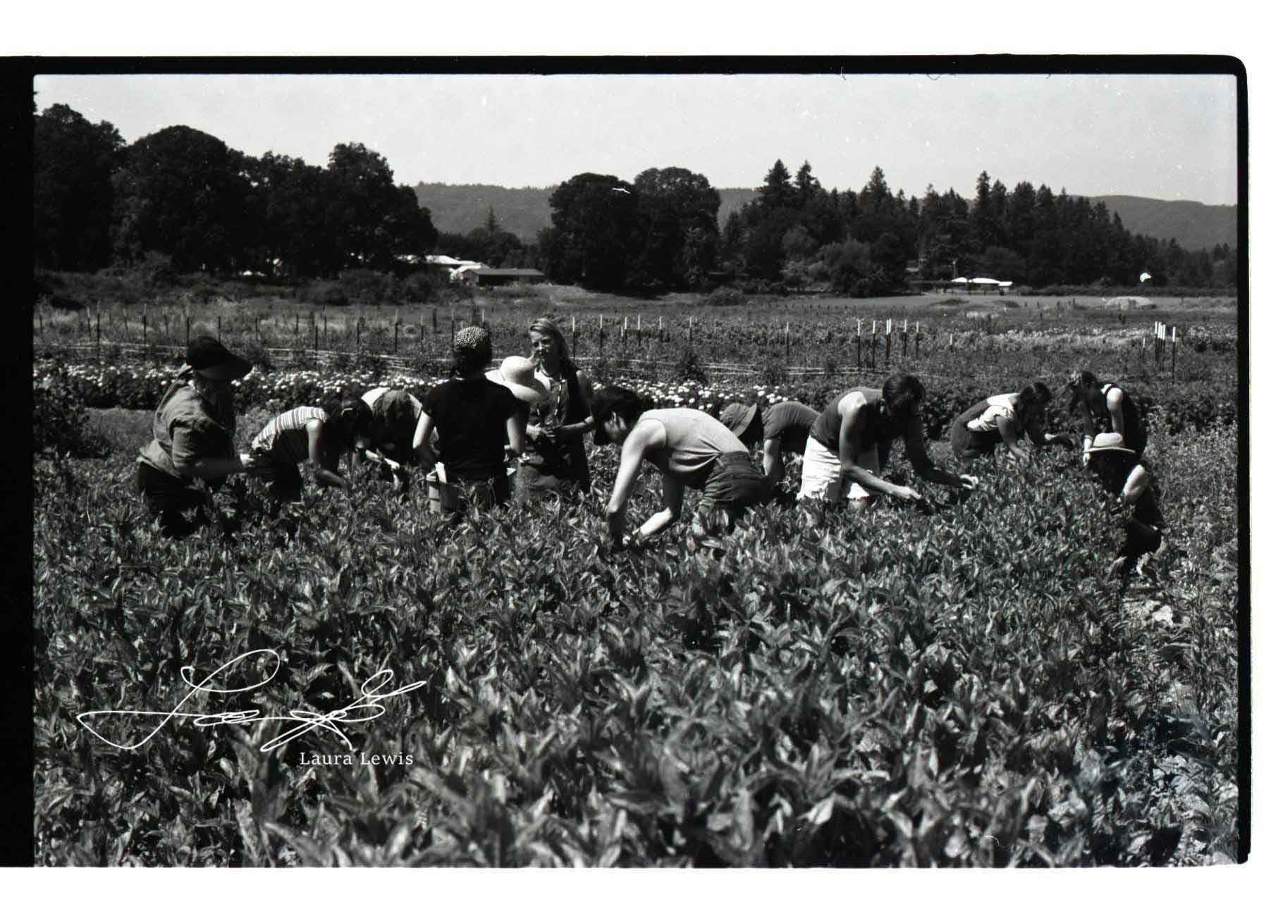 Black-and-white landscape photograph made on film